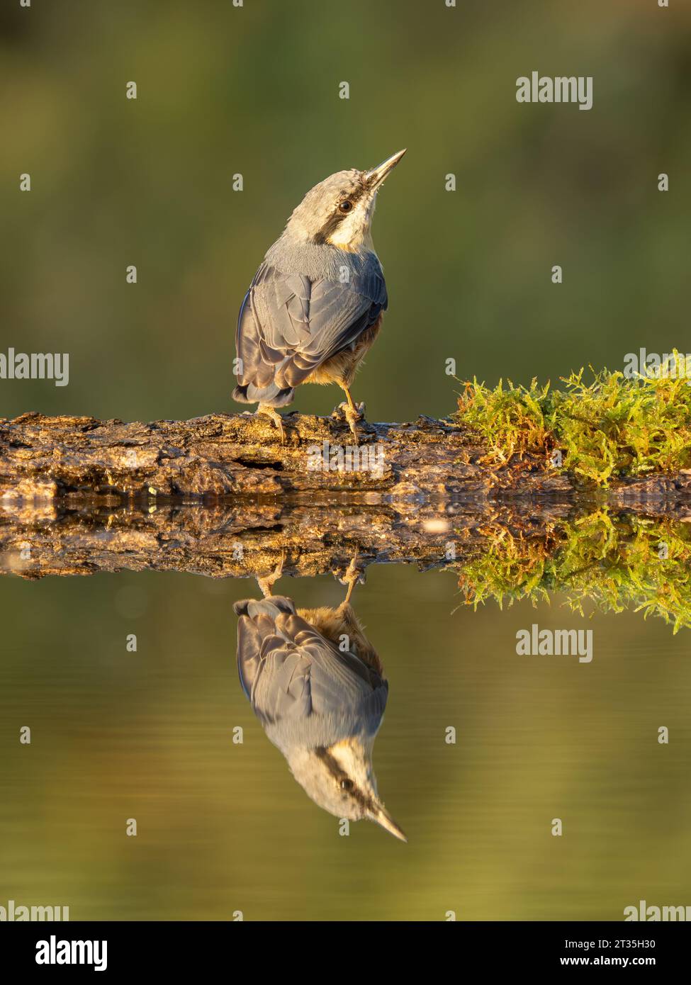 Eurasische Nuthatch (Sitta europaea), am Rand des Wasserpools mit Reflexion und Laubwald Hintergrund. Stockfoto