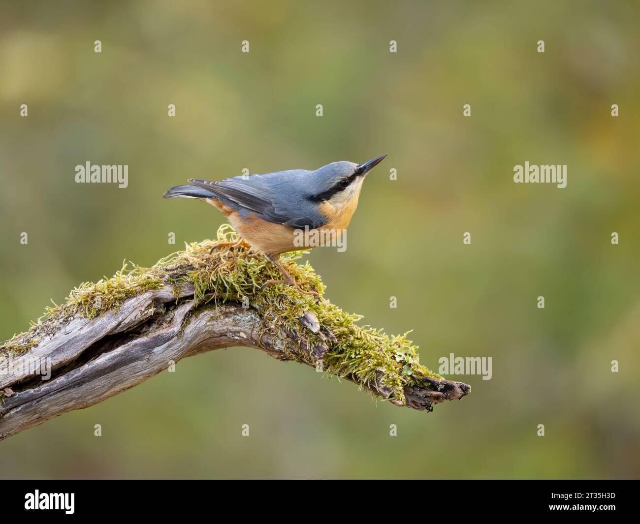 Eurasische Nuthatch (Sitta europaea), auf moosigem Zweig mit Laubwald-Hintergrund. Stockfoto