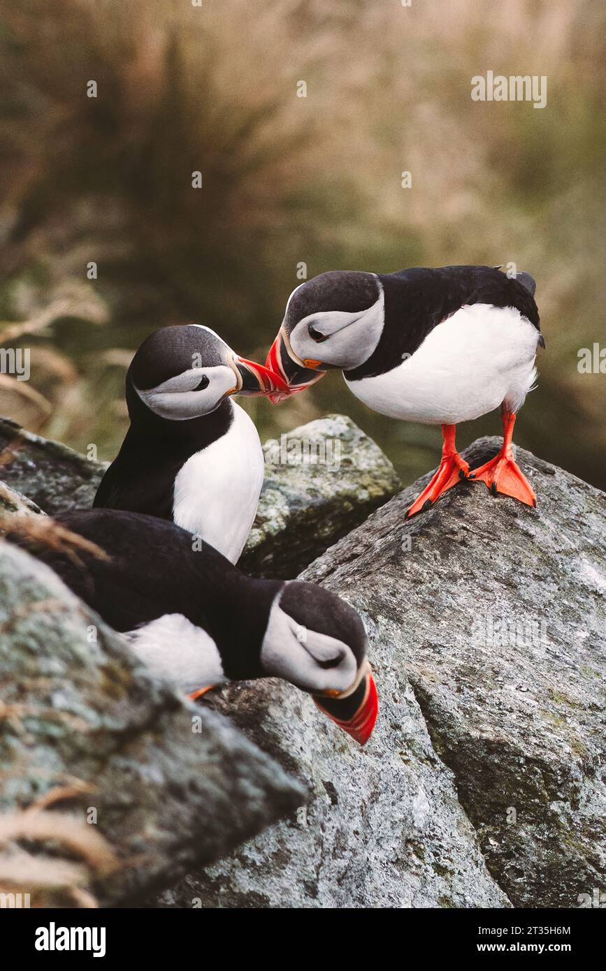 Puffinvögel verliebt, Vogelbeobachtung in Norwegen. Niedliche Papageientaucher bedecken Seevögel, Wildtiere Stockfoto