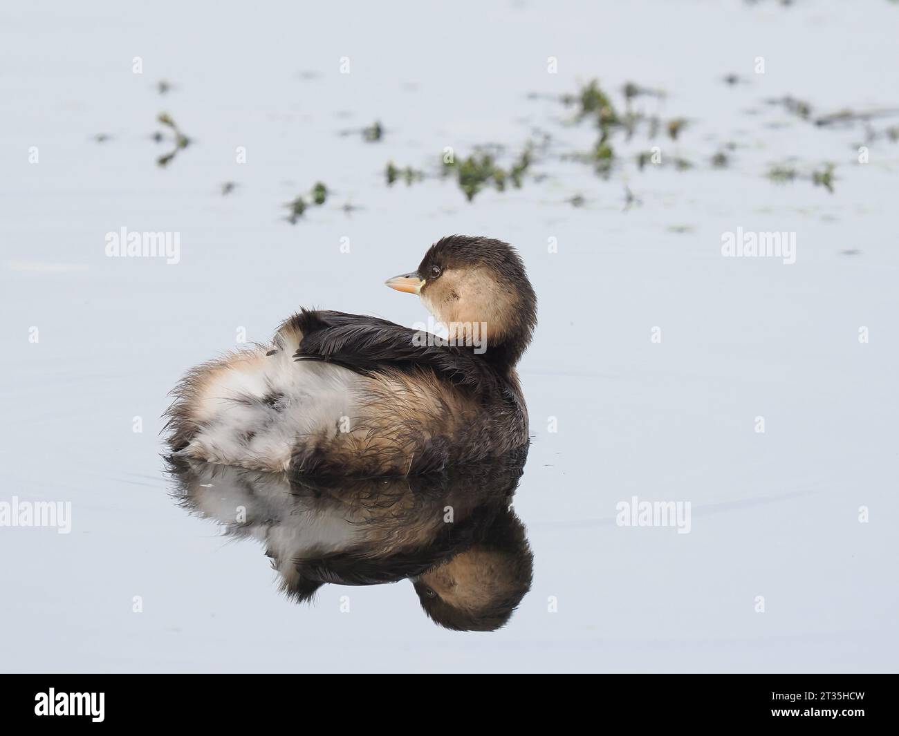 Little Grebe im Winter - nicht brütendes Gefieder, sie ernähren sich, indem sie unter Wasser Beute fangen und es an der Oberfläche verzehren. Stockfoto