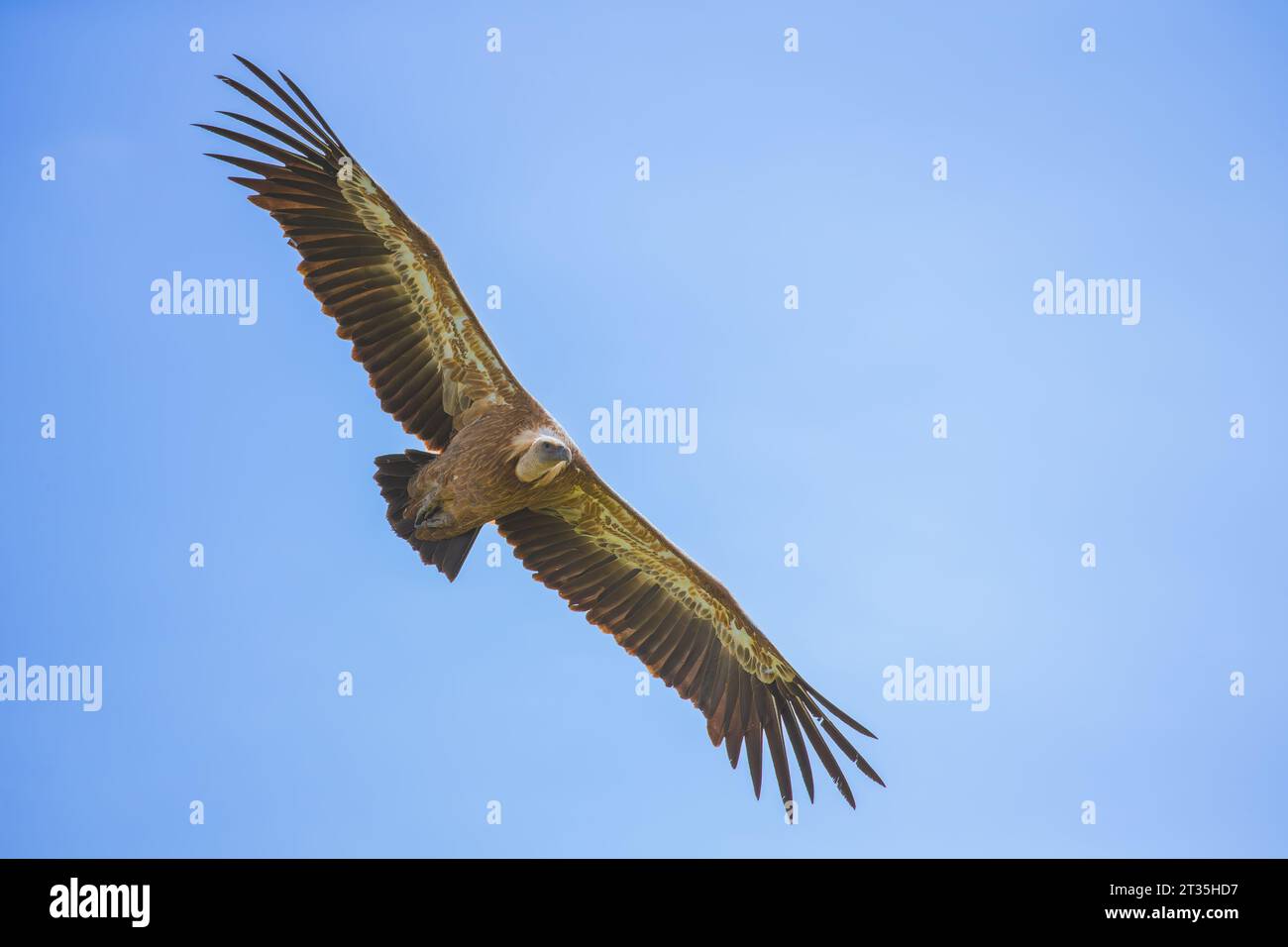 Der eurasische Gänsegeier Gyps fulvus steigt in den Himmel Stockfoto