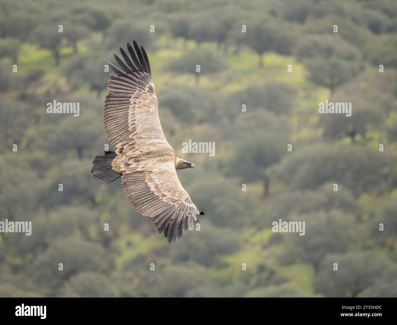 Eurasischer Gänsegeier Gyps fulvus, die im Himmel mit Wald-Backdop fliegen Stockfoto