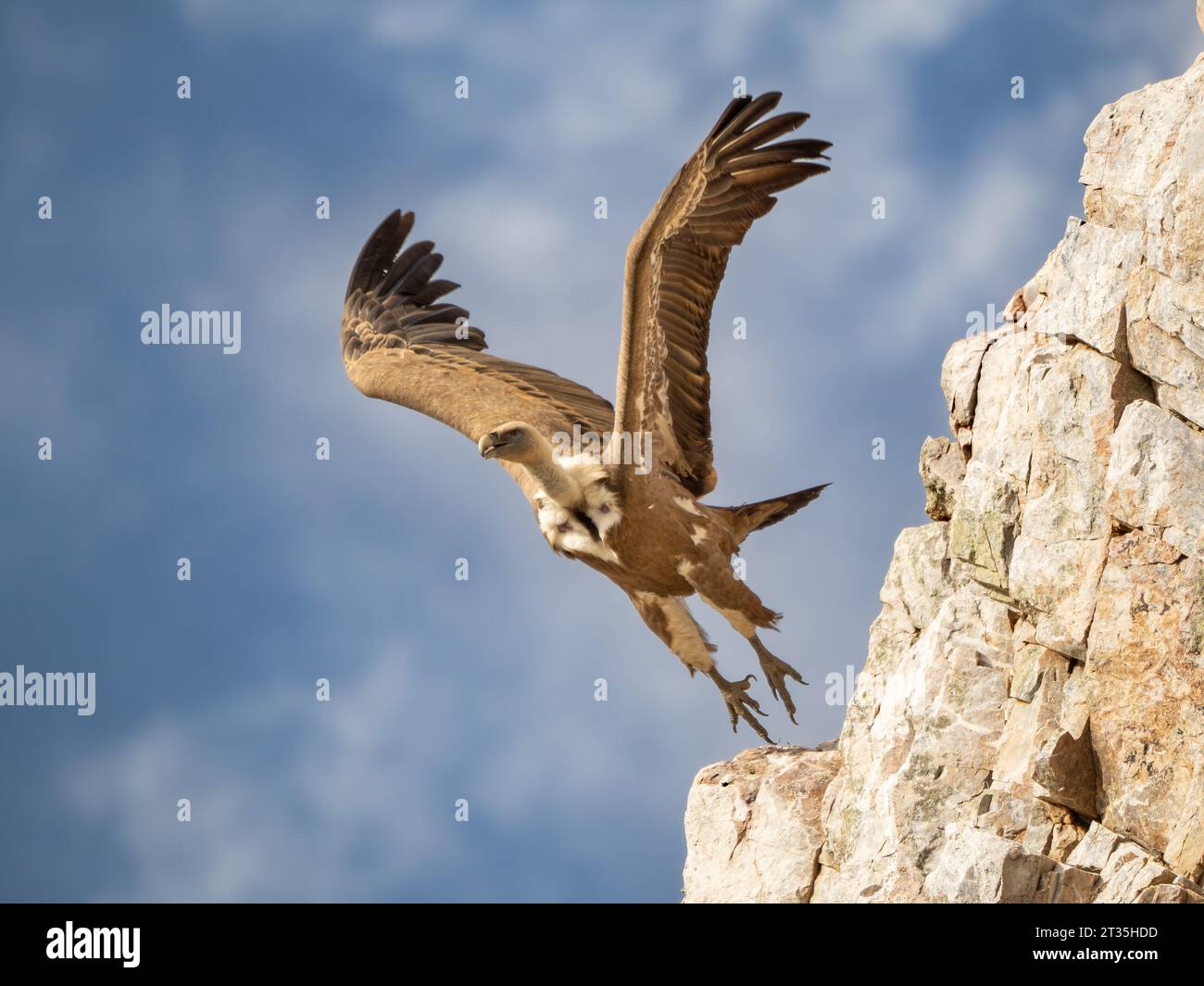 Eurasischer Gänsegeier Gyps fulvus fliegen vom Klippenrand Stockfoto