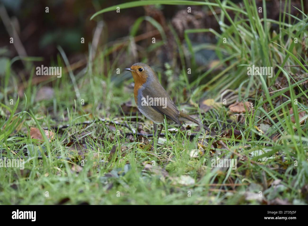 Europäischer Robin (Erithacus rubecula) auf dem Waldboden im linken Profil, aufgenommen im Oktober in Staffordshire, Vereinigtes Königreich Stockfoto