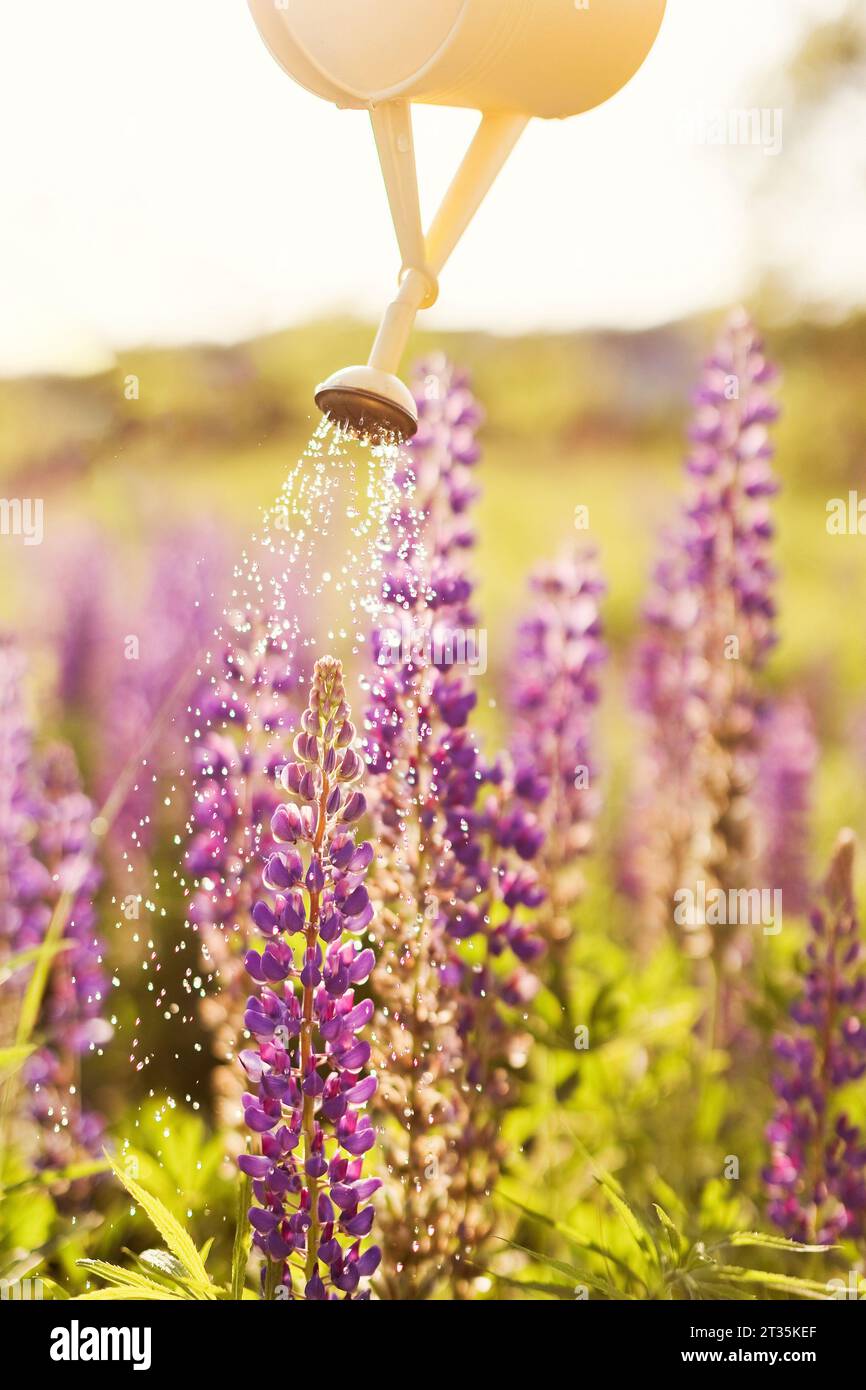 Gelbe Gießkanne, mit der Wasser auf violette Lupinenblüten gestreut wird Stockfoto
