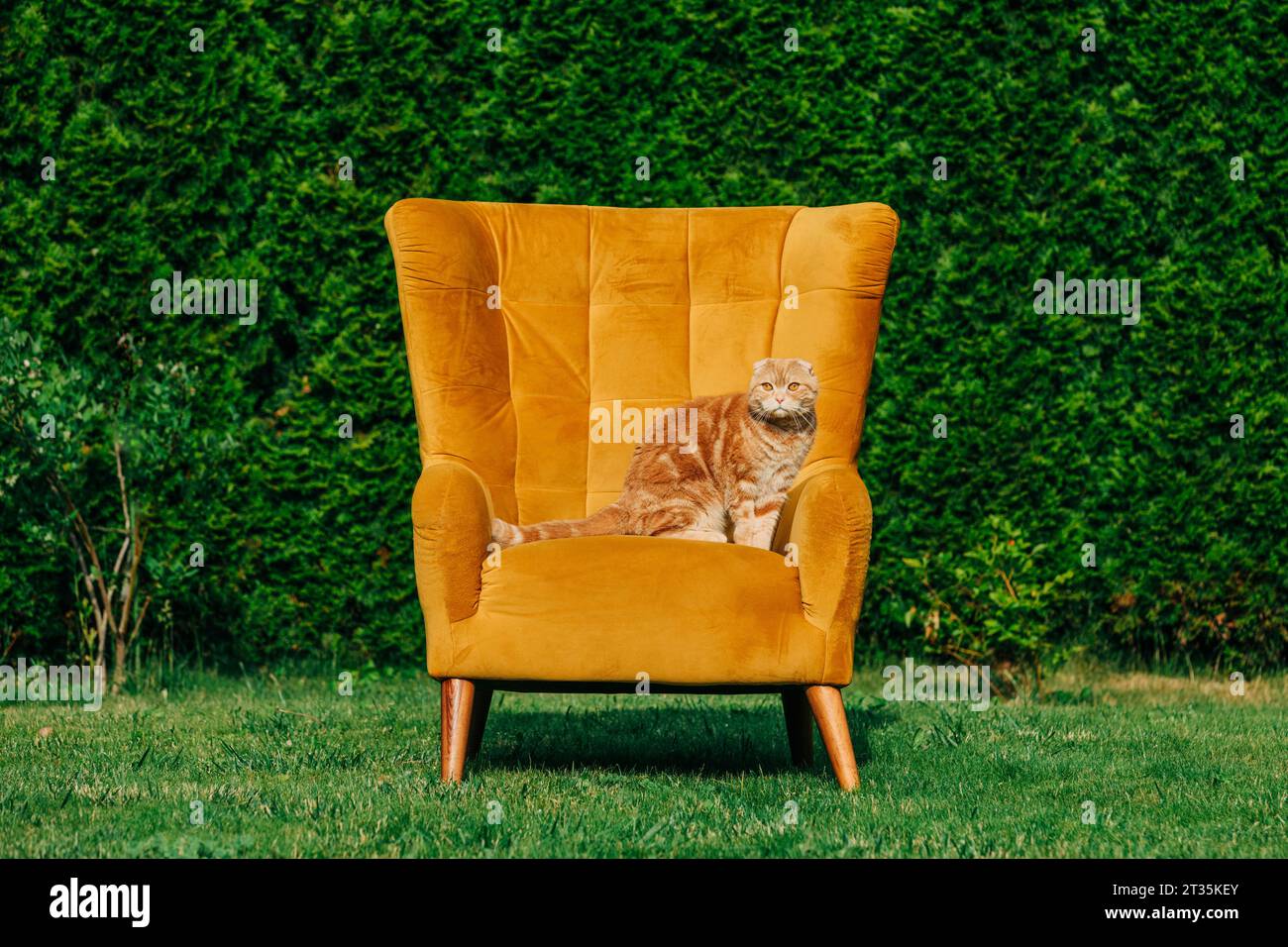 Katze sitzt auf gelbem Stuhl im Garten Stockfoto
