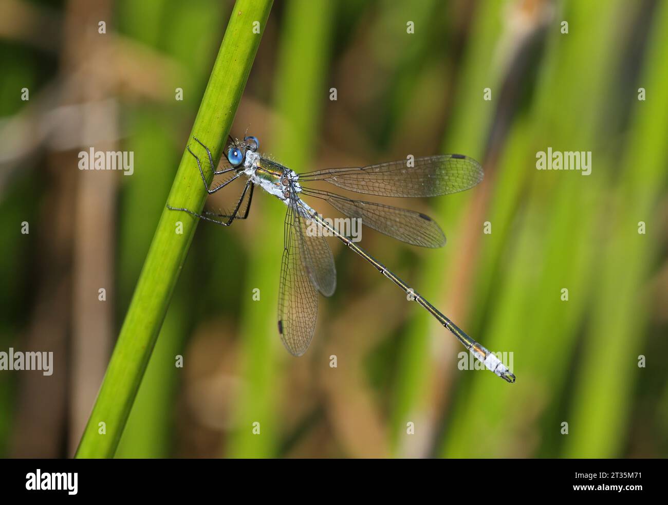 Smaragd Damselfly (Lestes sponsa), erwachsener Mann, der sich an Soft Rush Eccles-on-Sea, Norfolk, Großbritannien, festhält. August Stockfoto