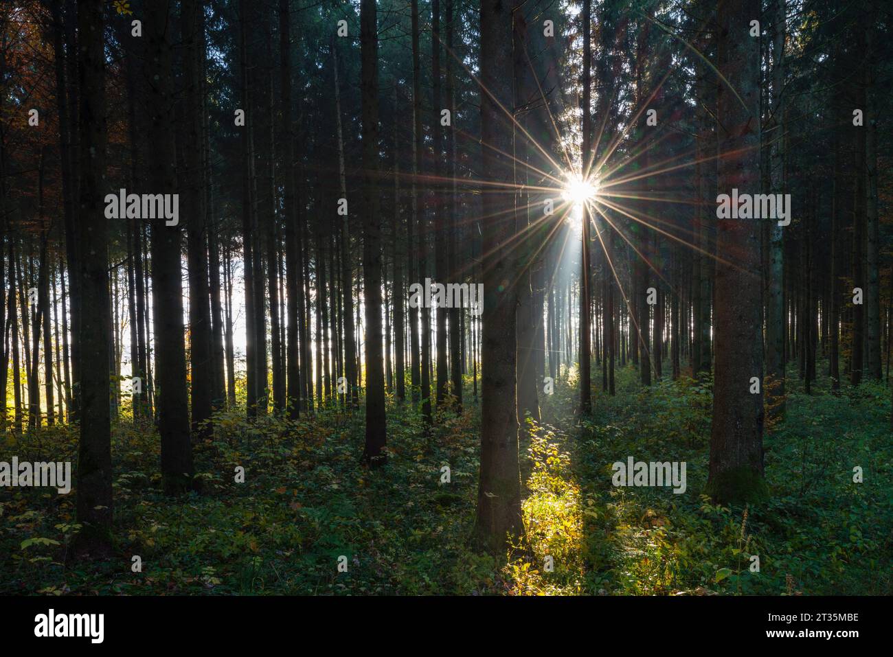 Die Sonne scheint durch Zweige von Waldbäumen Stockfoto
