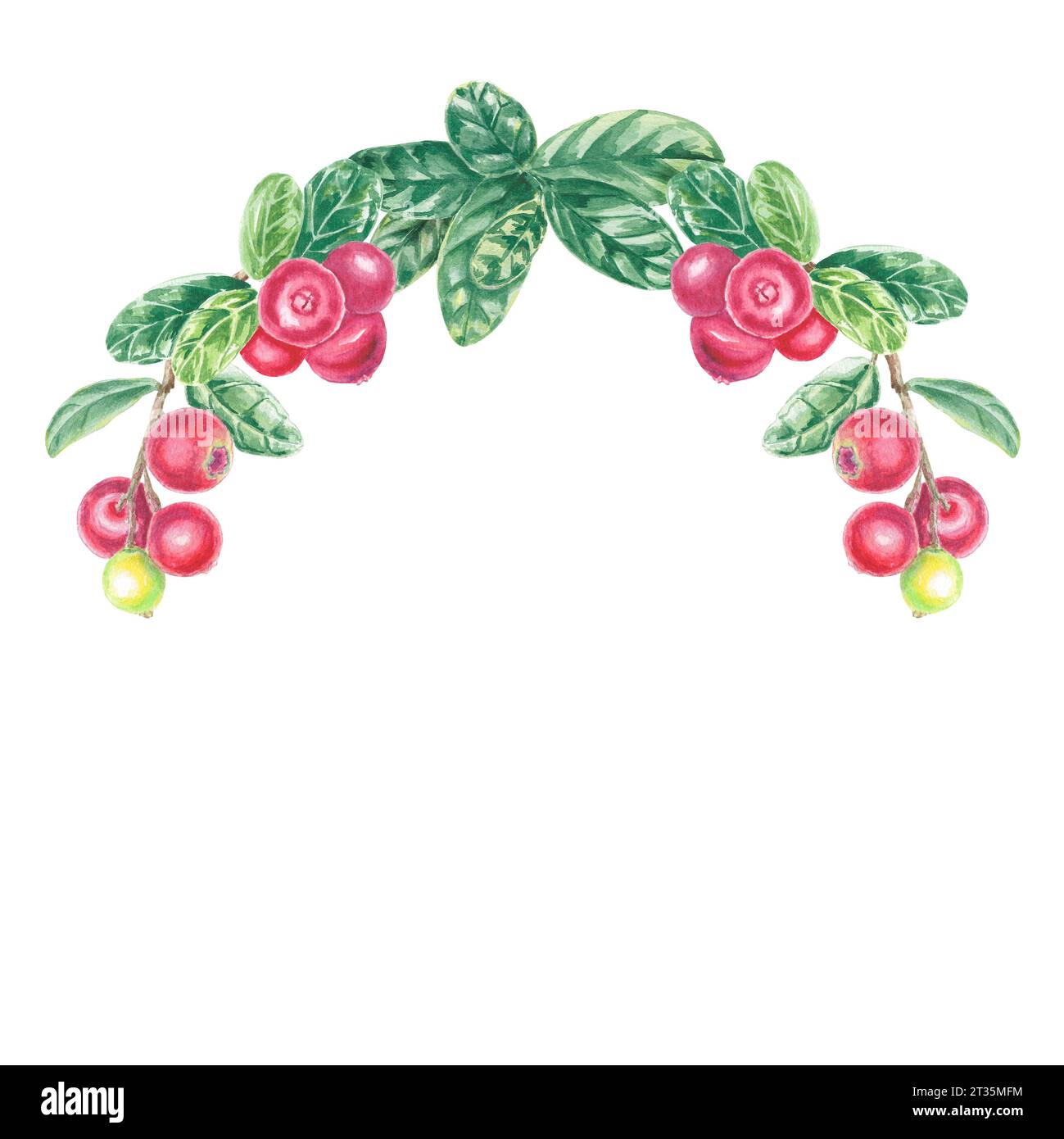 Aquarellkranz Preiselbeere isolierte Illustration auf weißem Hintergrund. Herbstbeere für Logo, Menü, Karte, Muster. Kunst für Design. Gesunde Ernährung Stockfoto