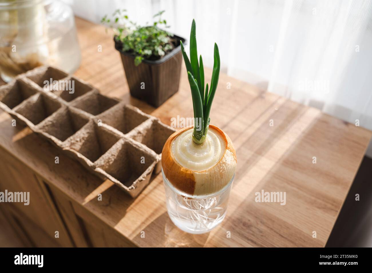 Grüne Zwiebelpflanze zu Hause auf dem Tisch Stockfoto