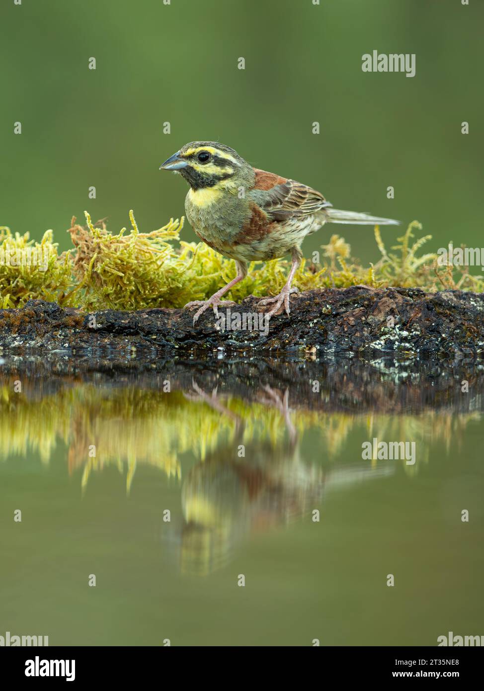 Cirl Bunting Emberiza cirlus, erwachsener Mann am Wasserbecken mit Reflexion. Stockfoto