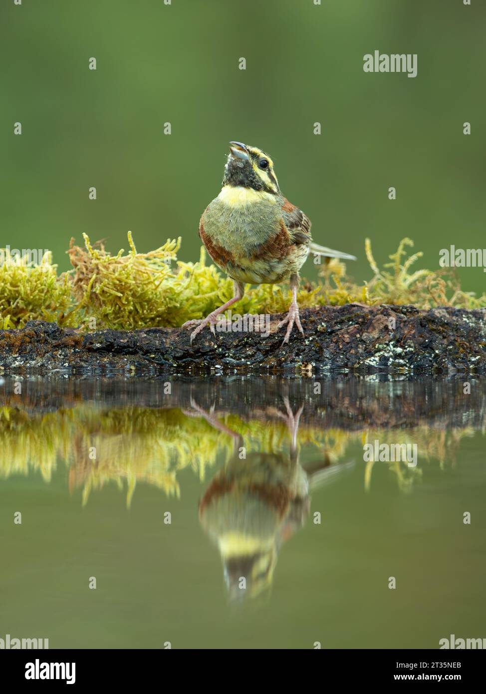 Cirl Bunting Emberiza cirlus, erwachsener Mann am Wasserbecken mit Reflexion. Stockfoto
