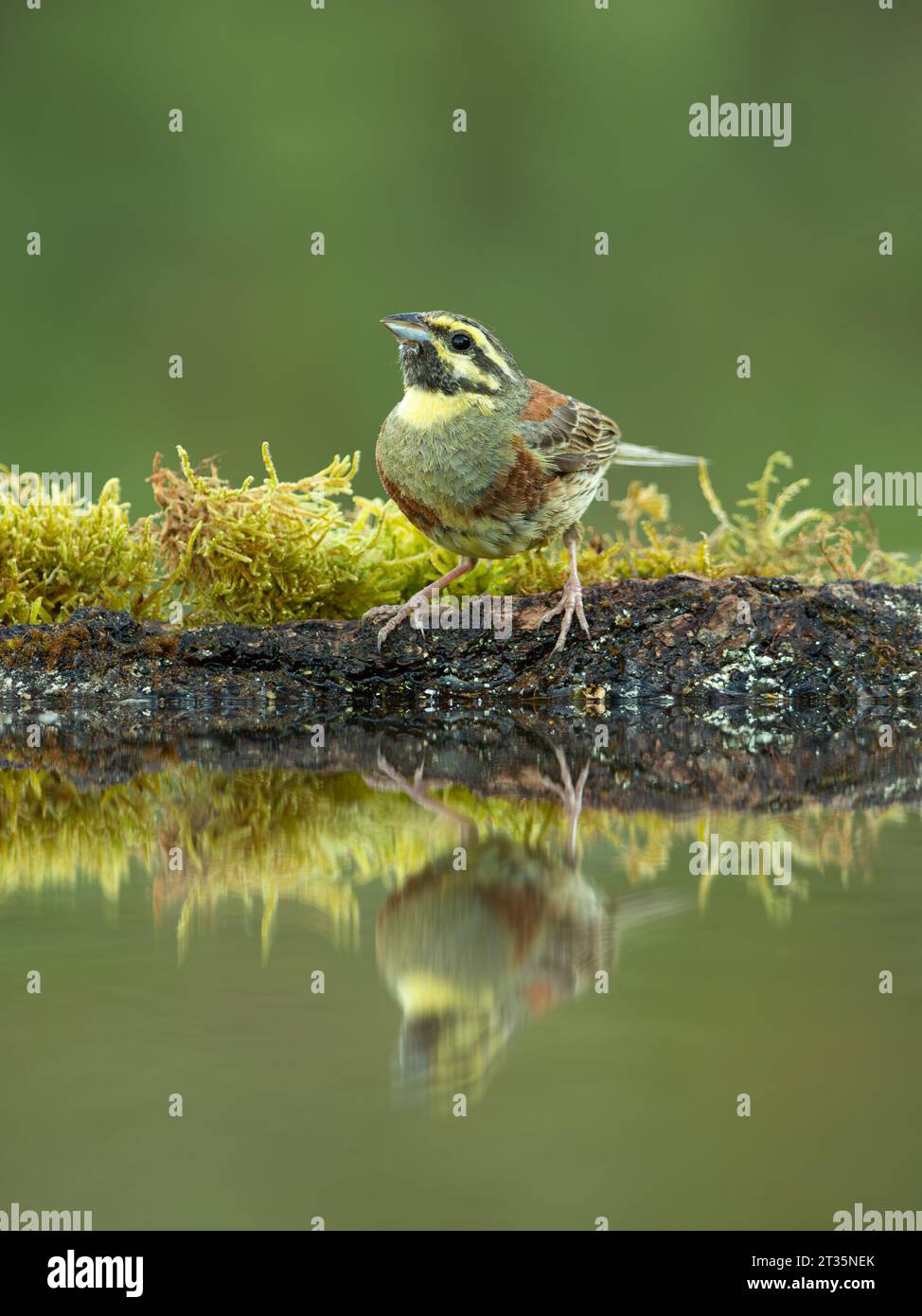 Cirl Bunting Emberiza cirlus, erwachsener Mann am Wasserbecken mit Reflexion. Stockfoto