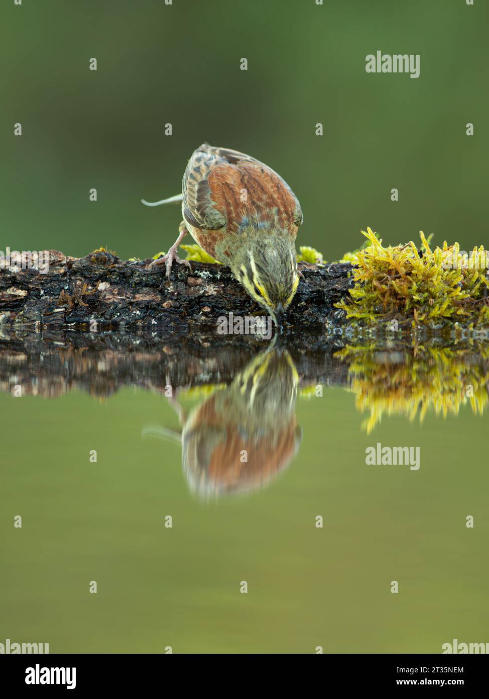 Cirl Bunting Emberiza cirlus, erwachsener Mann am Wasserbecken mit Reflexion. Stockfoto