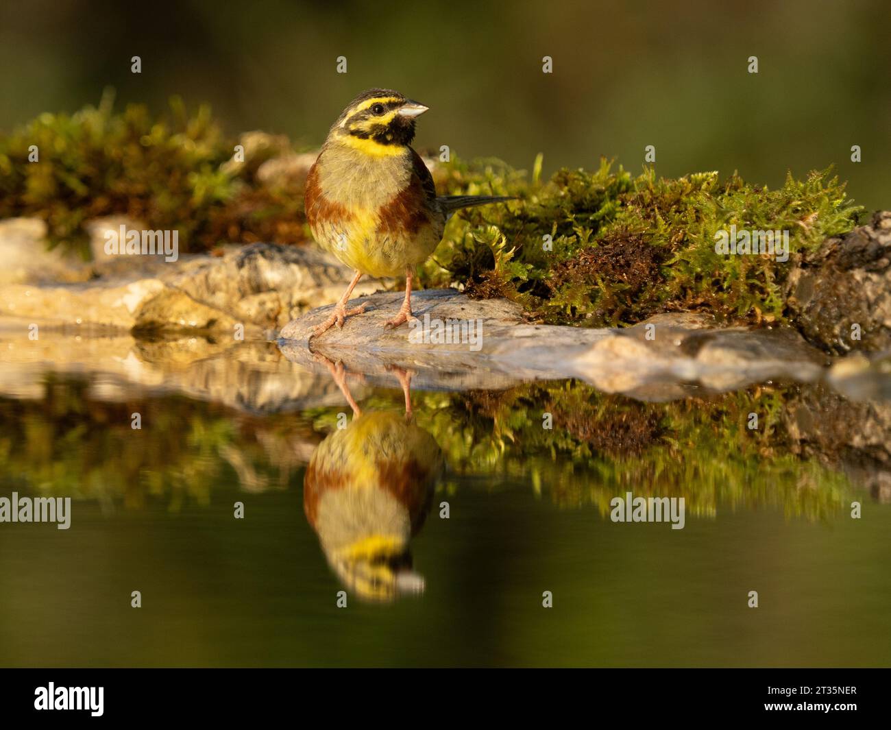 Cirl Bunting Emberiza cirlus, erwachsener Mann am Wasserbecken mit Reflexion. Stockfoto