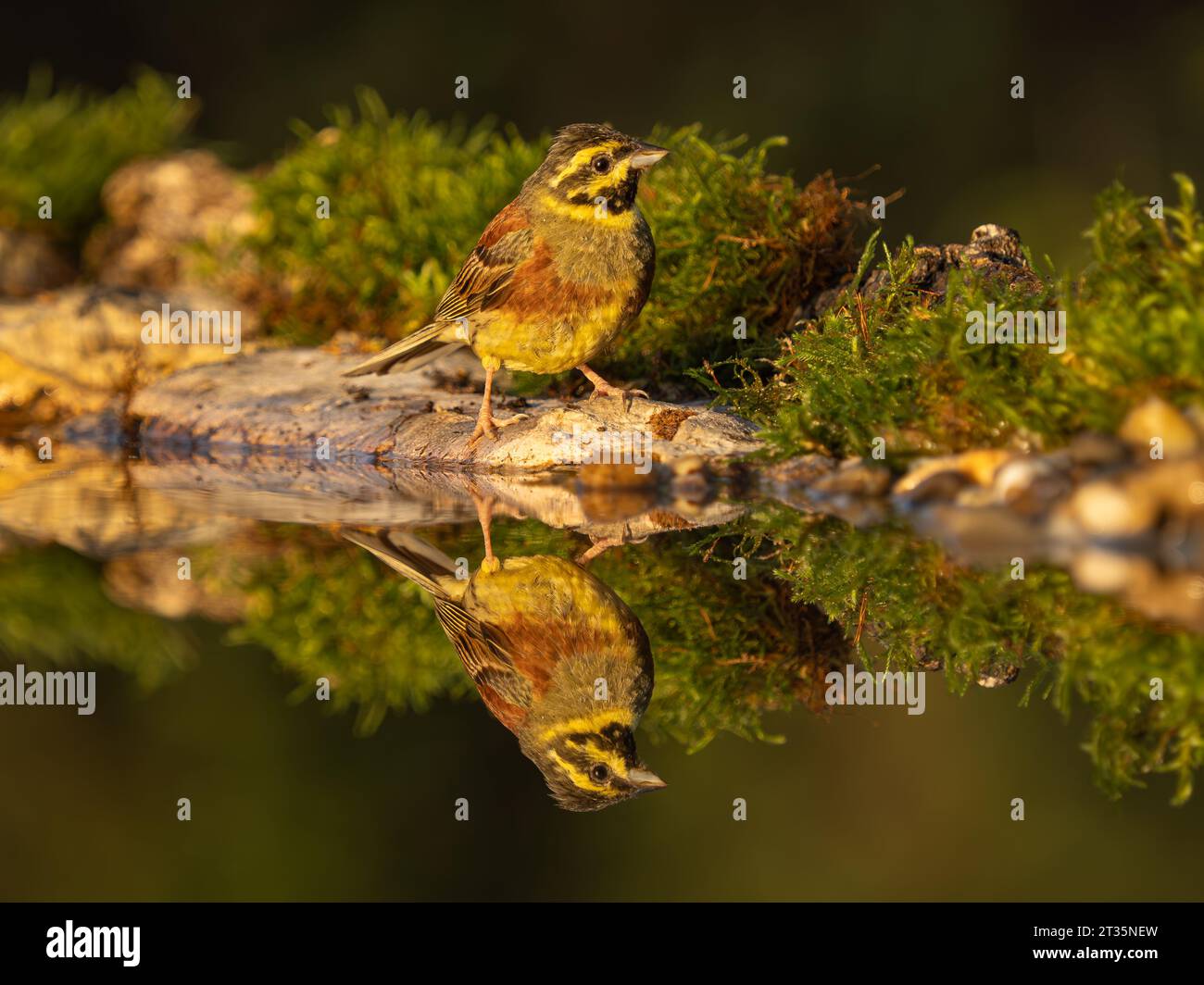 Cirl Bunting Emberiza cirlus, erwachsener Mann am Wasserbecken mit Reflexion. Stockfoto