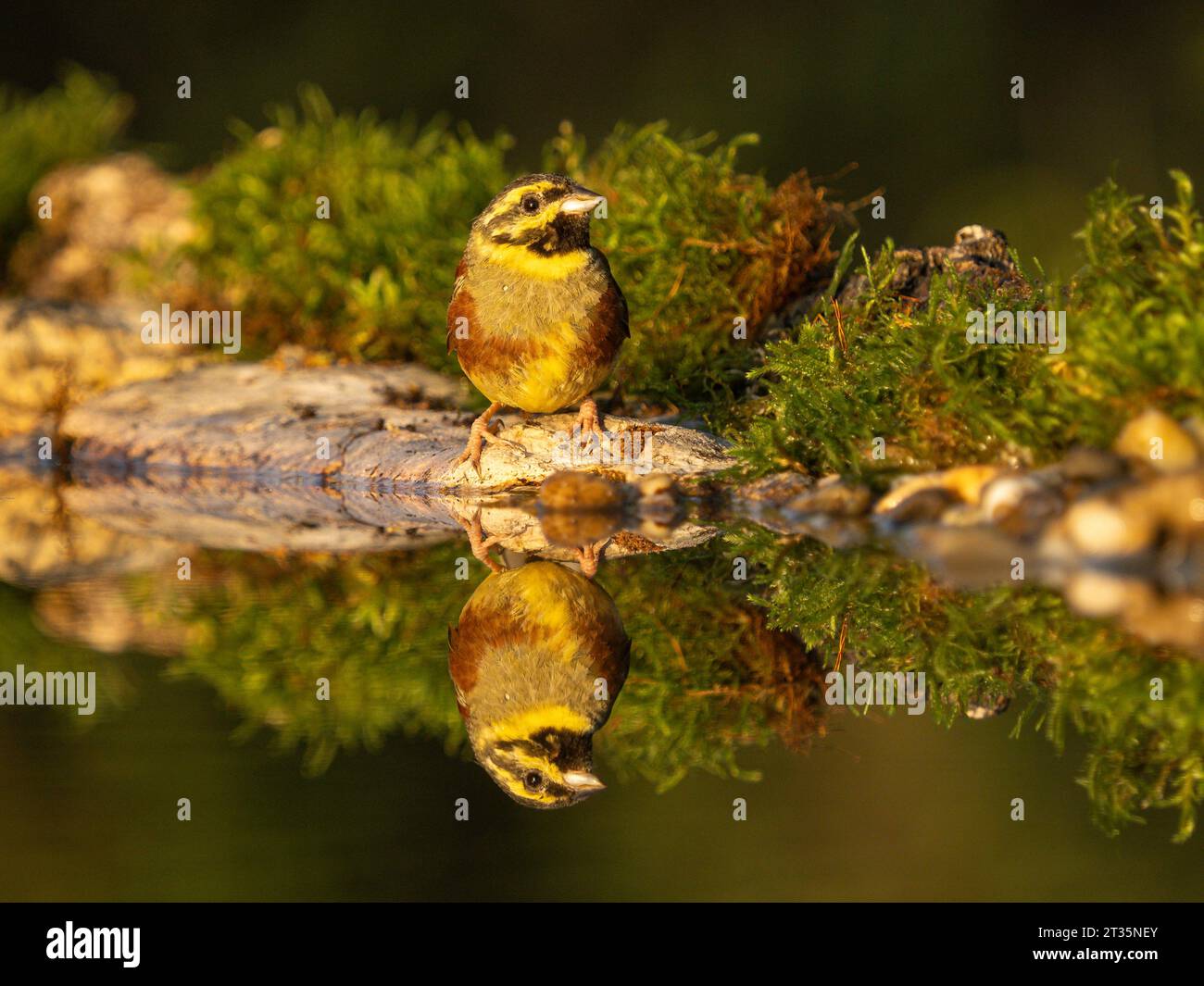 Cirl Bunting Emberiza cirlus, erwachsener Mann am Wasserbecken mit Reflexion. Stockfoto
