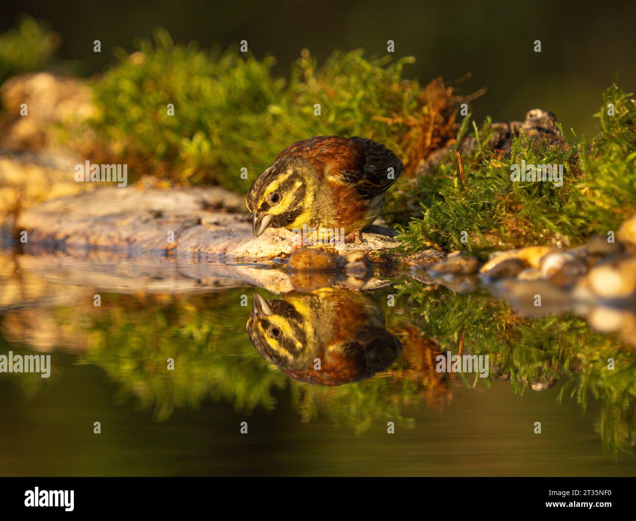 Cirl Bunting Emberiza cirlus, erwachsener Mann am Wasserbecken mit Reflexion. Stockfoto