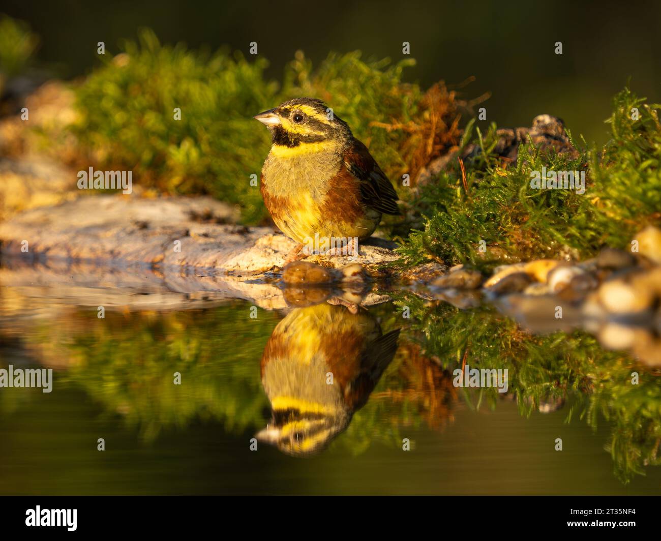 Cirl Bunting Emberiza cirlus, erwachsener Mann am Wasserbecken mit Reflexion. Stockfoto
