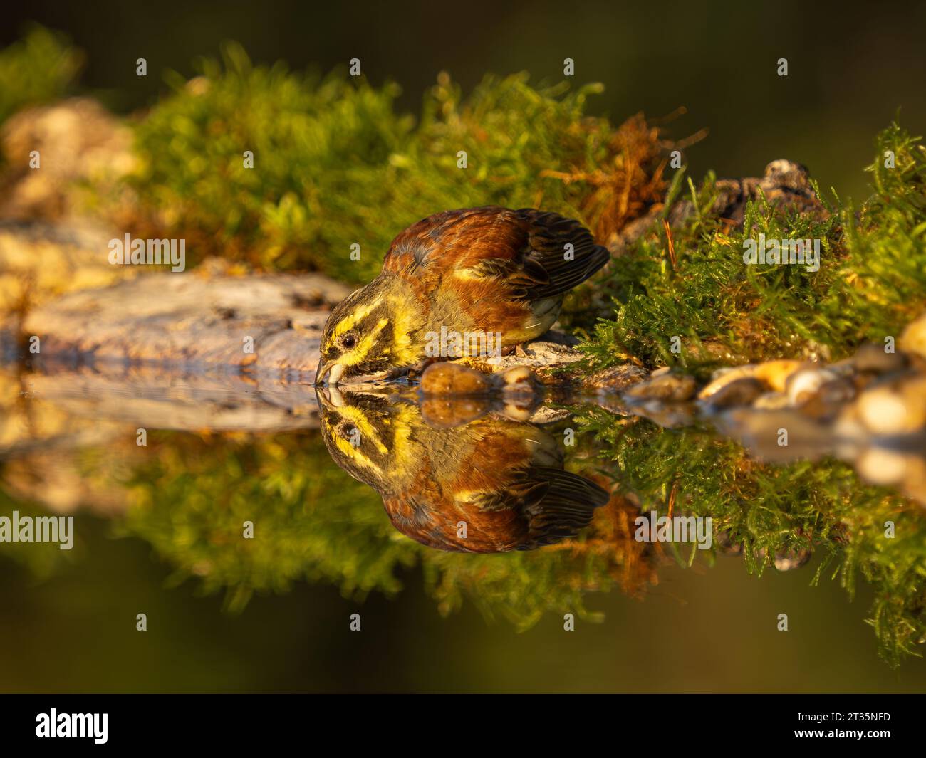 Cirl Bunting Emberiza cirlus, erwachsener Mann am Wasserbecken mit Reflexion. Stockfoto