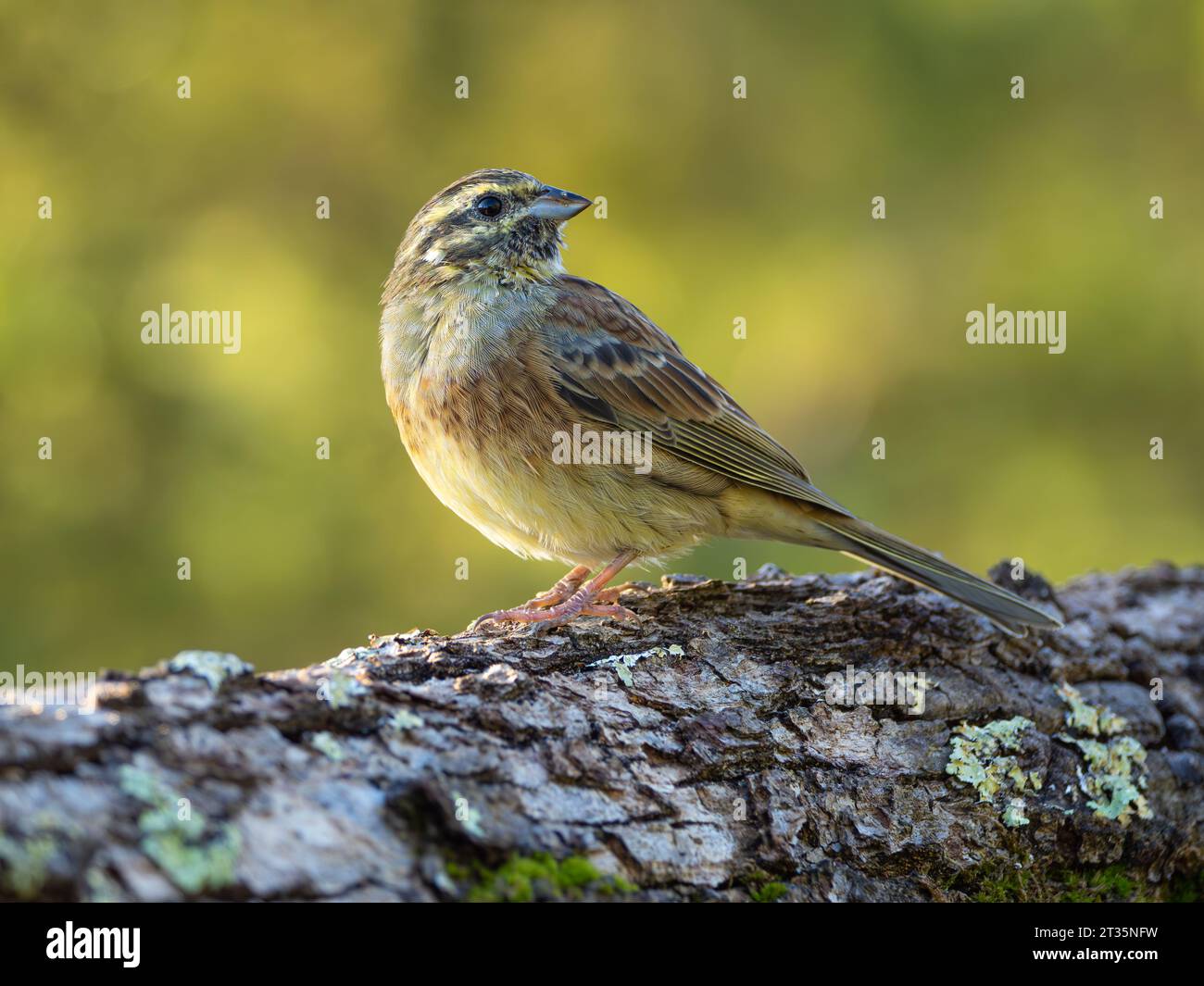 Cirl Bunting Emberiza cirlus erwachsenes Weibchen auf Baumstamm, Los, Frankreich Stockfoto
