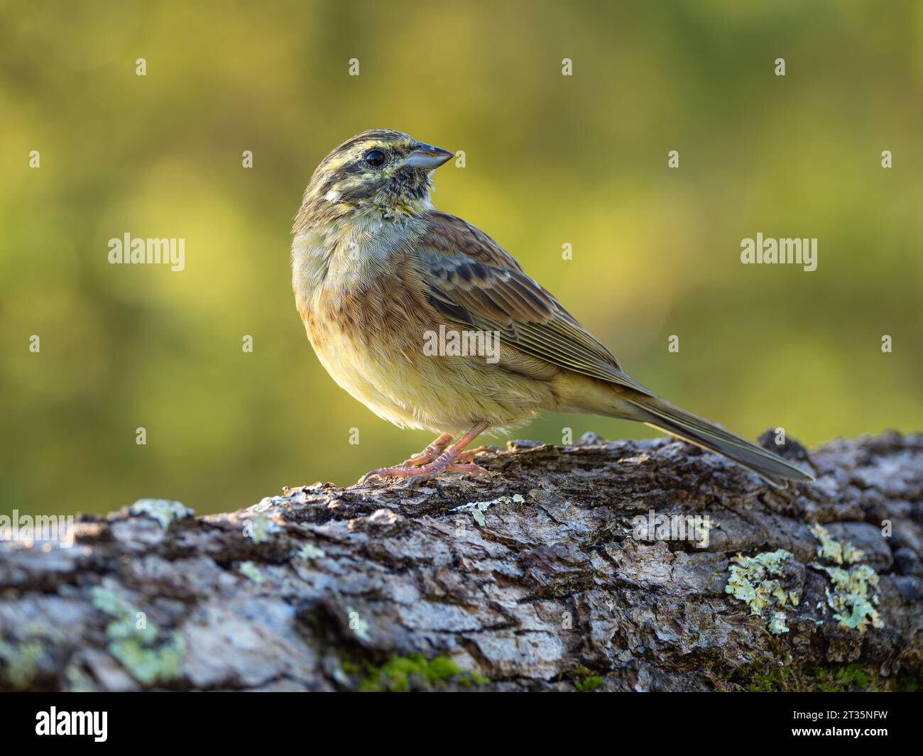 Cirl Bunting Emberiza cirlus erwachsenes Weibchen auf Baumstamm, Los, Frankreich Stockfoto