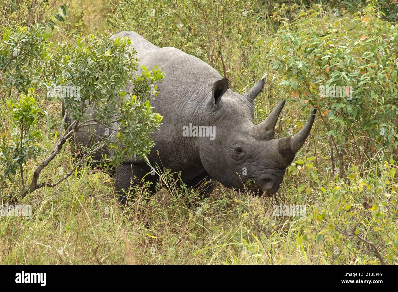 Schwarzes Nashorn in einem Wald am Fluss des Masai Mara National Park mit dem letzten Licht eines bewölkten Tages Stockfoto