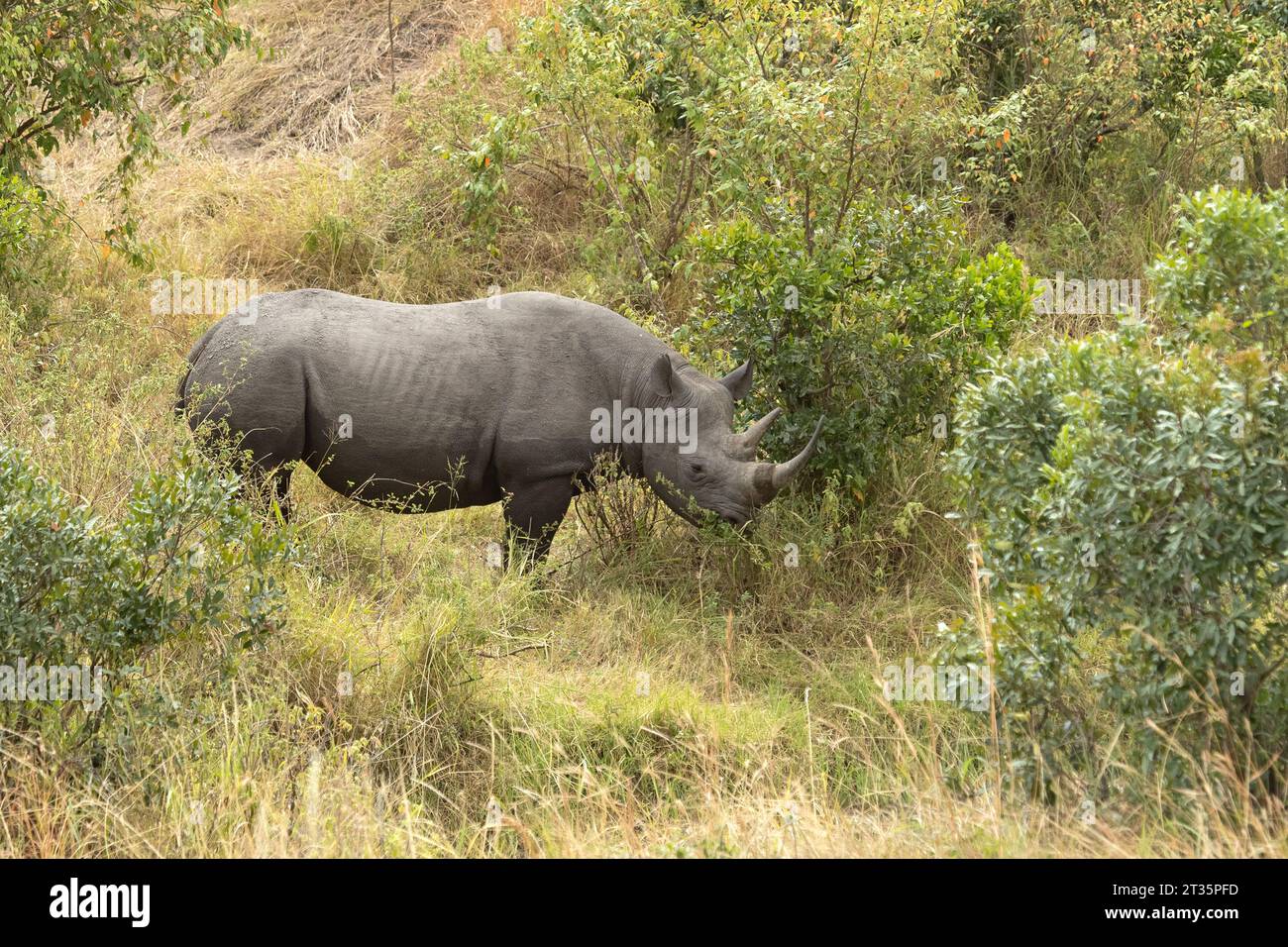 Schwarzes Nashorn in einem Wald am Fluss des Masai Mara National Park mit dem letzten Licht eines bewölkten Tages Stockfoto