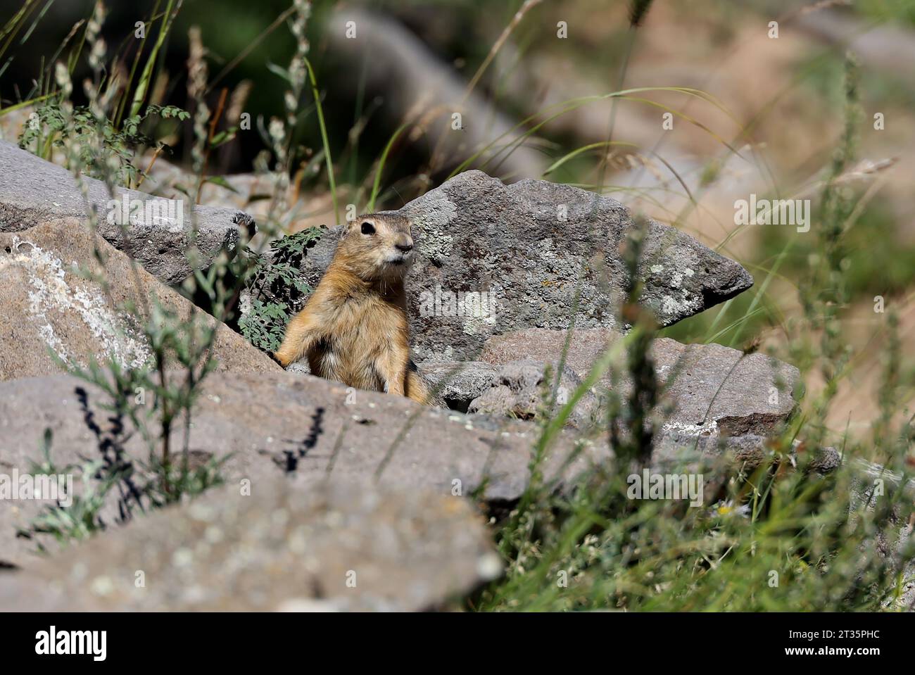 Das kleine Alashan Ground Eichhörnchen, Mongolei Stockfoto