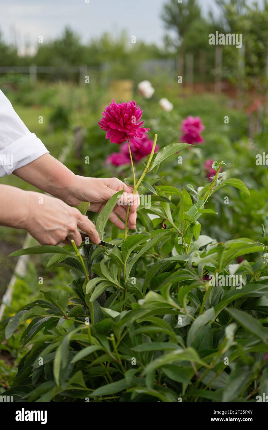 Hände einer Frau, die im Garten falsche Blume schneidet Stockfoto