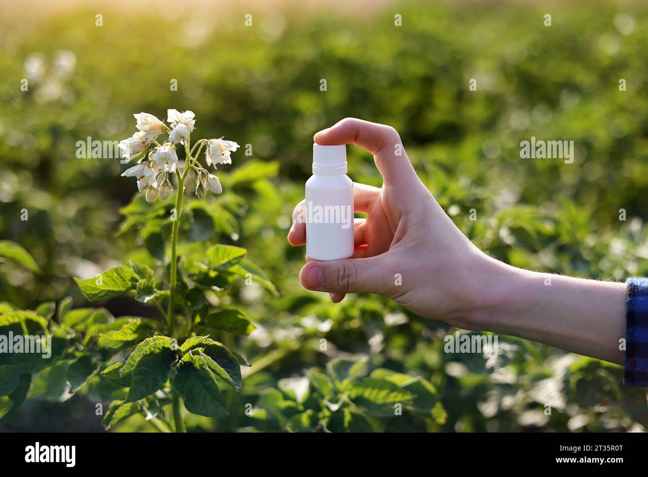 Probleme und Lösung der Gartensaison. Zugeschnittene Fotohand des Bauern hält weiße Flasche mit Modell für Gift, Pestizidflüssigkeit von Pflanzenkrankheiten und Stockfoto