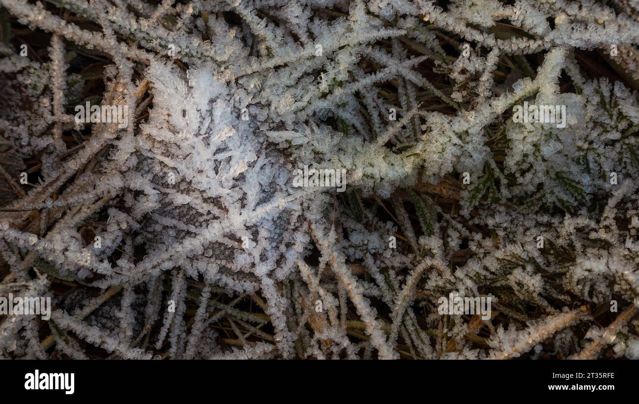 Gefrorenes Blatt, wenn der Winter kommt Stockfoto