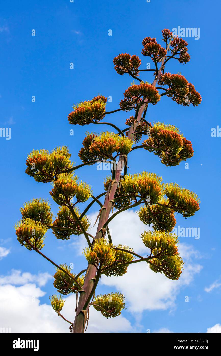 Jahrhundertpflanze (Agave americana), die gegen den Himmel wächst Stockfoto