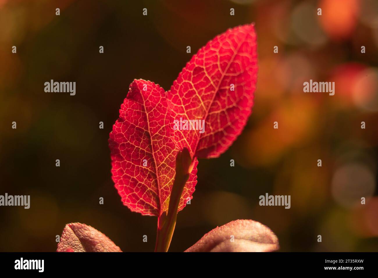 Die roten Blätter des Herbstes Stockfoto