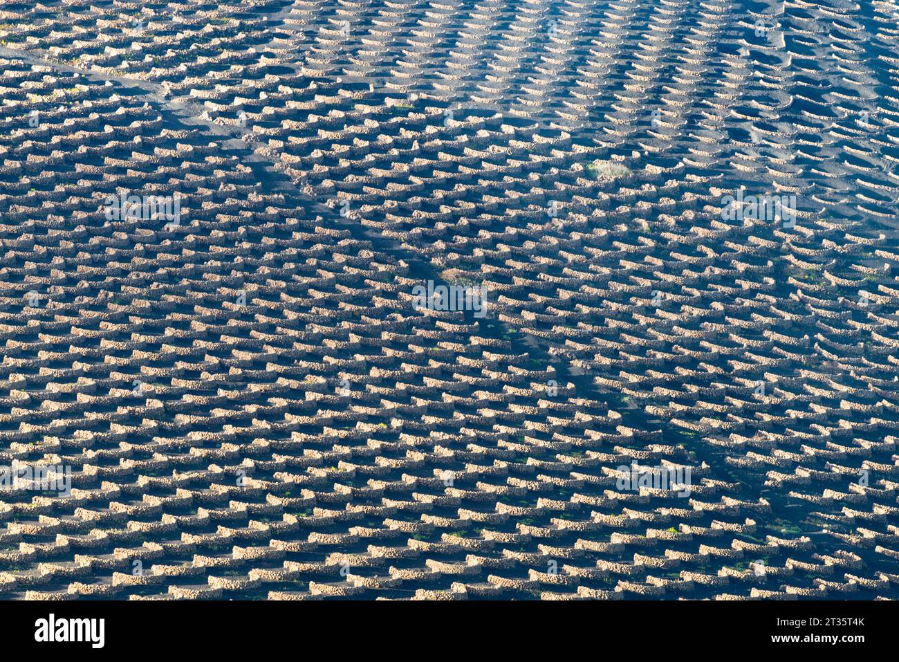 Spanien, Kanarische Inseln, La Geria, Blick auf vulkanische Weinberge auf Lanzarote Stockfoto
