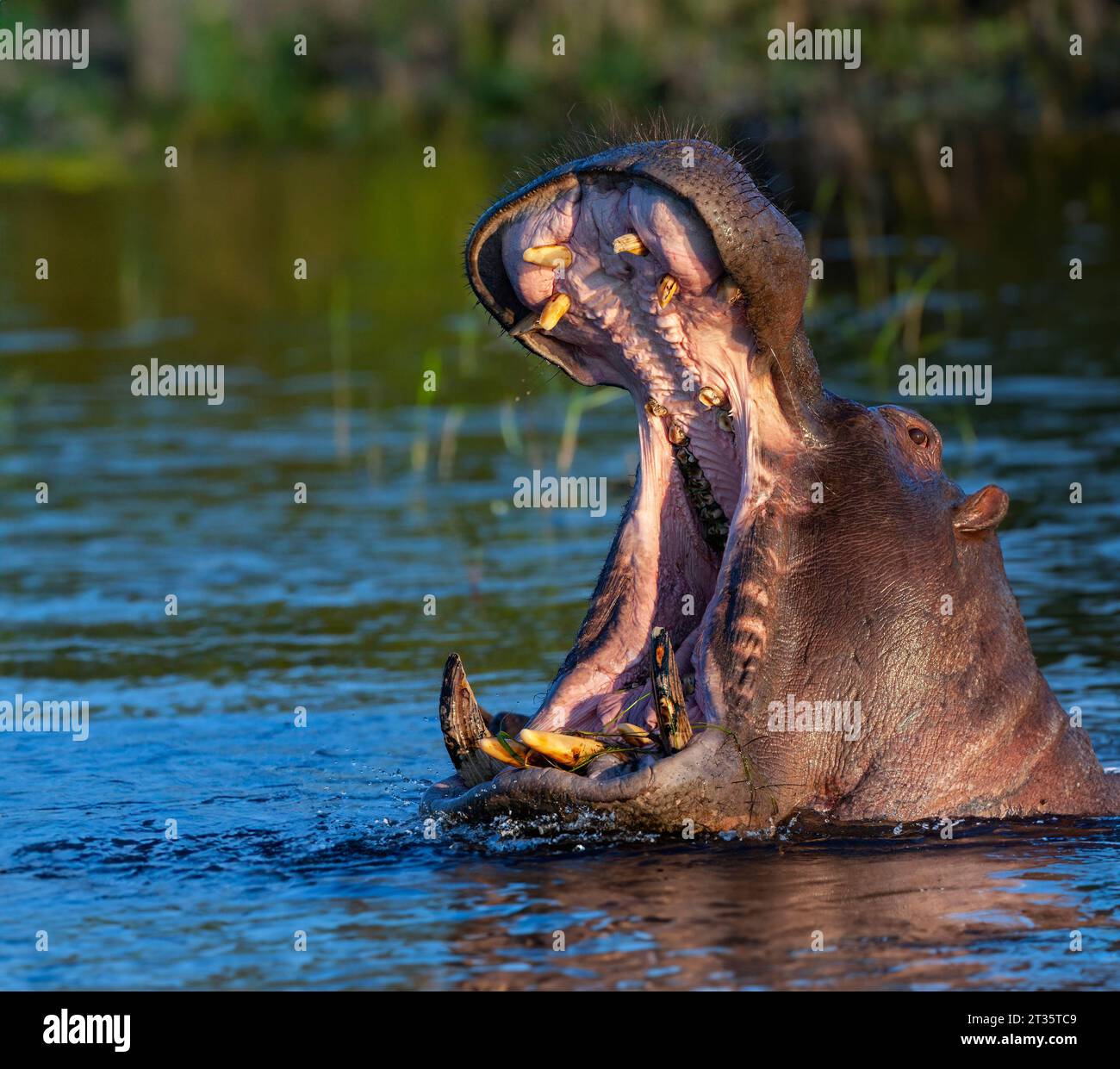 Hippopotamus (Hippopotamus amphibius) im Chobe River, Botswana, Afrika. Stockfoto