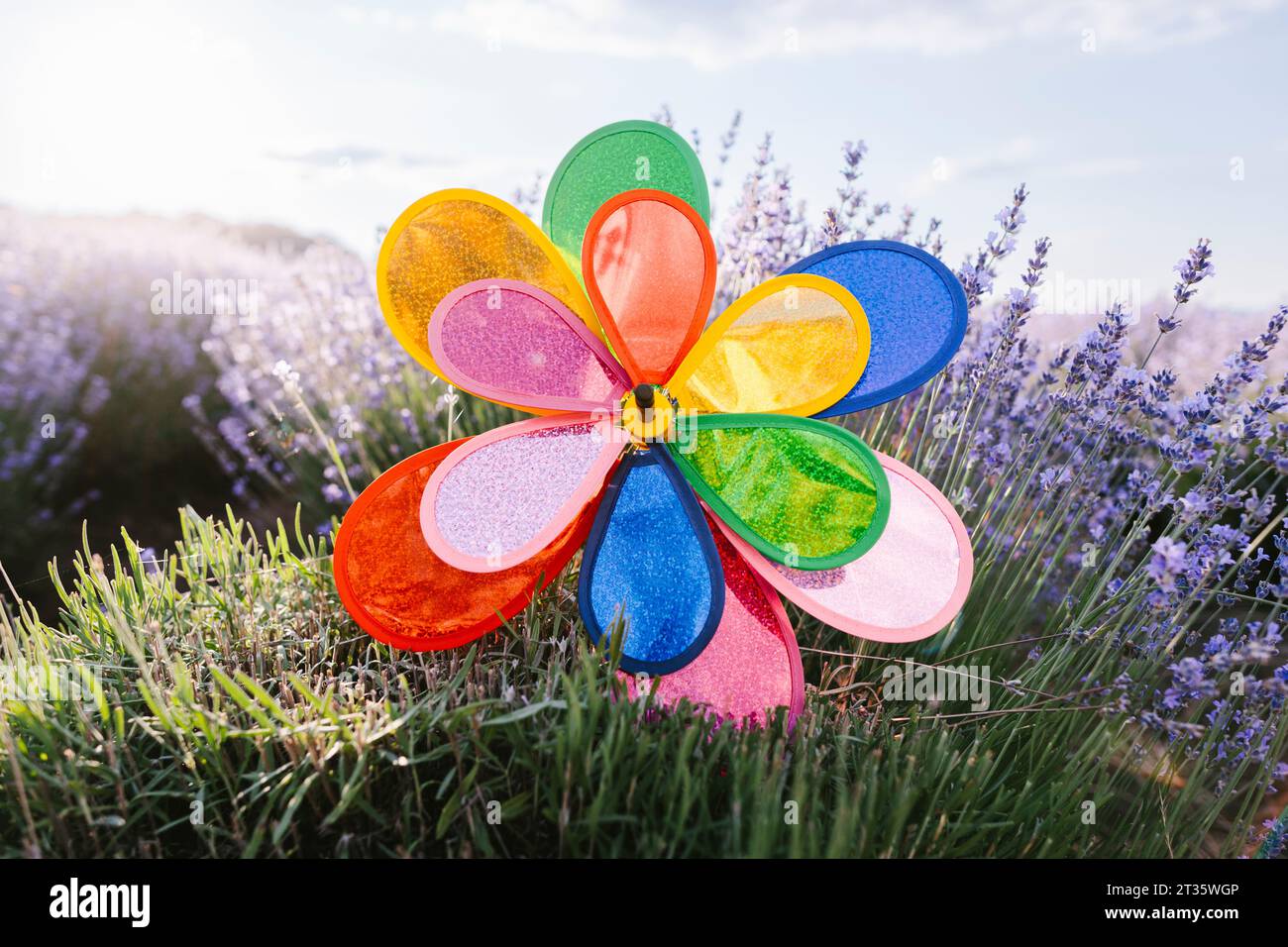 Lebendiges Flitzenrad-Spielzeug im Lavendelfeld an sonnigen Tagen Stockfoto