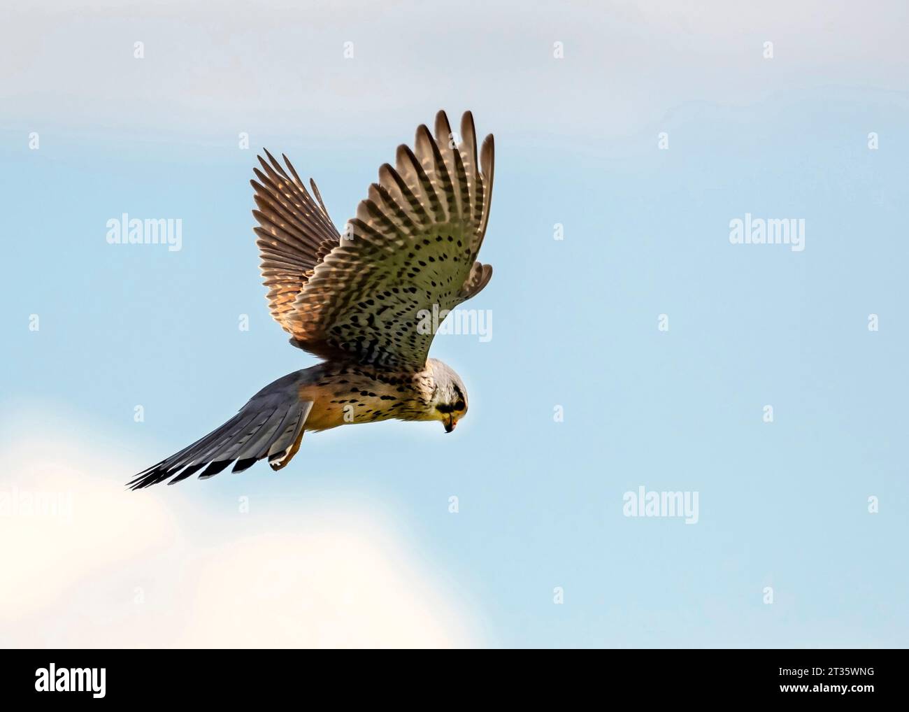 Turmfalke (Falco tinnunculus) im Flug Stockfoto