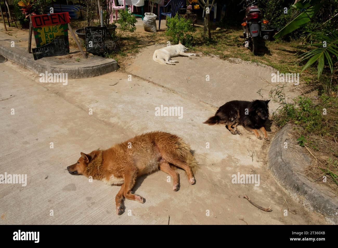 Drei Hunde am Strassenrand - Koh Phayam - Thailand, Dezember 2022 *** drei Hunde am Straßenrand Koh Phayam Thailand, Dezember 2022 Credit: Imago/Alamy Live News Stockfoto