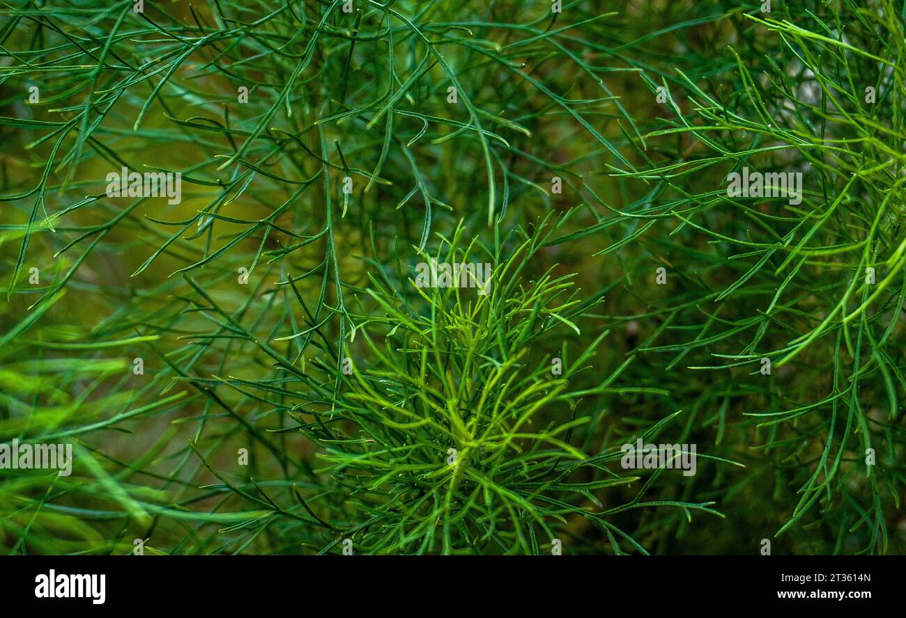 Lange grüne Pflanzen wie Nadeln Stockfoto