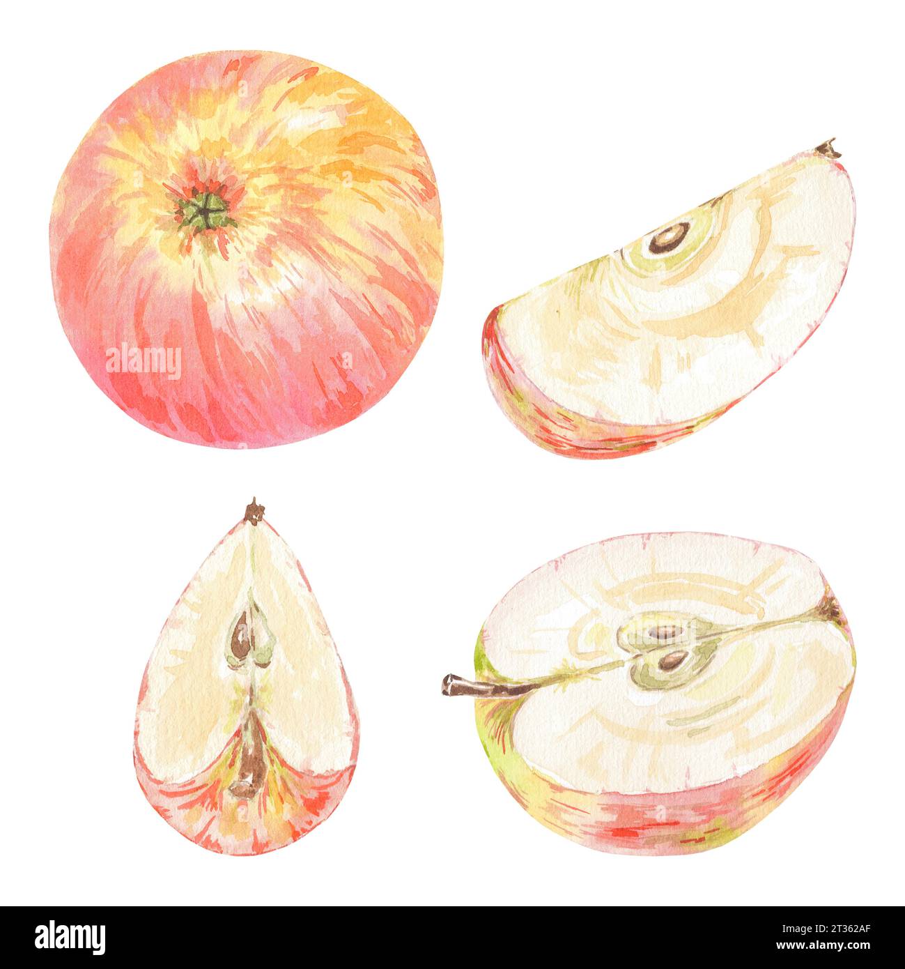 Clipart handbemalte rote Äpfel und grüne Blätter. Aquarell botanische Illustration isoliertes Element auf weißem Hintergrund. Kunst für das Design von Lebensmitteln, Logo Stockfoto
