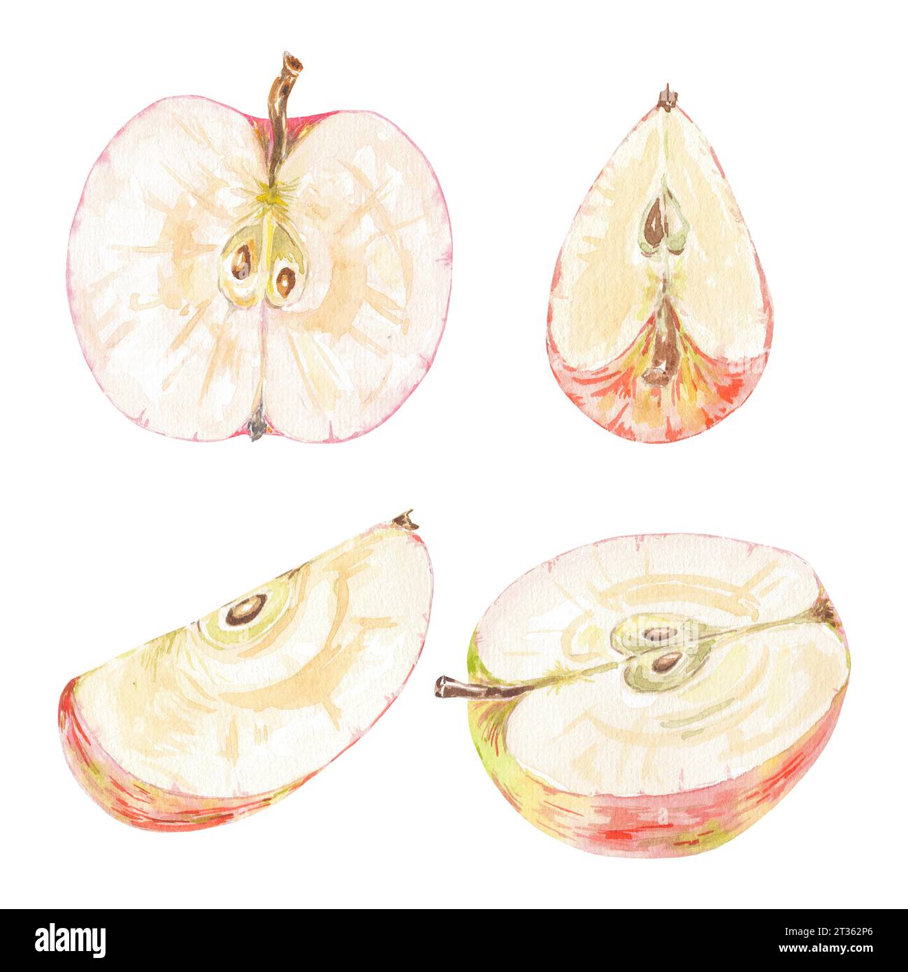 Clipart handgemalte rote Äpfel, Scheibe. Botanische Illustration mit Aquarell isoliertes Element auf weißem Hintergrund. Kunst für Lebensmitteldesign, Logo, Muster Stockfoto