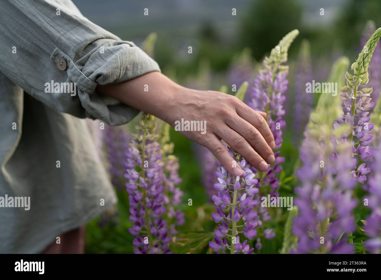 Hand einer Frau, die Lupinenblüte auf dem Feld berührt Stockfoto