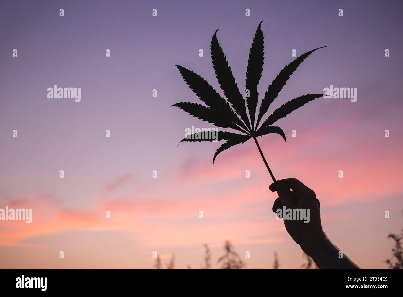 Hand eines Mannes, der Cannabisblatt bei Sonnenuntergang hält Stockfoto