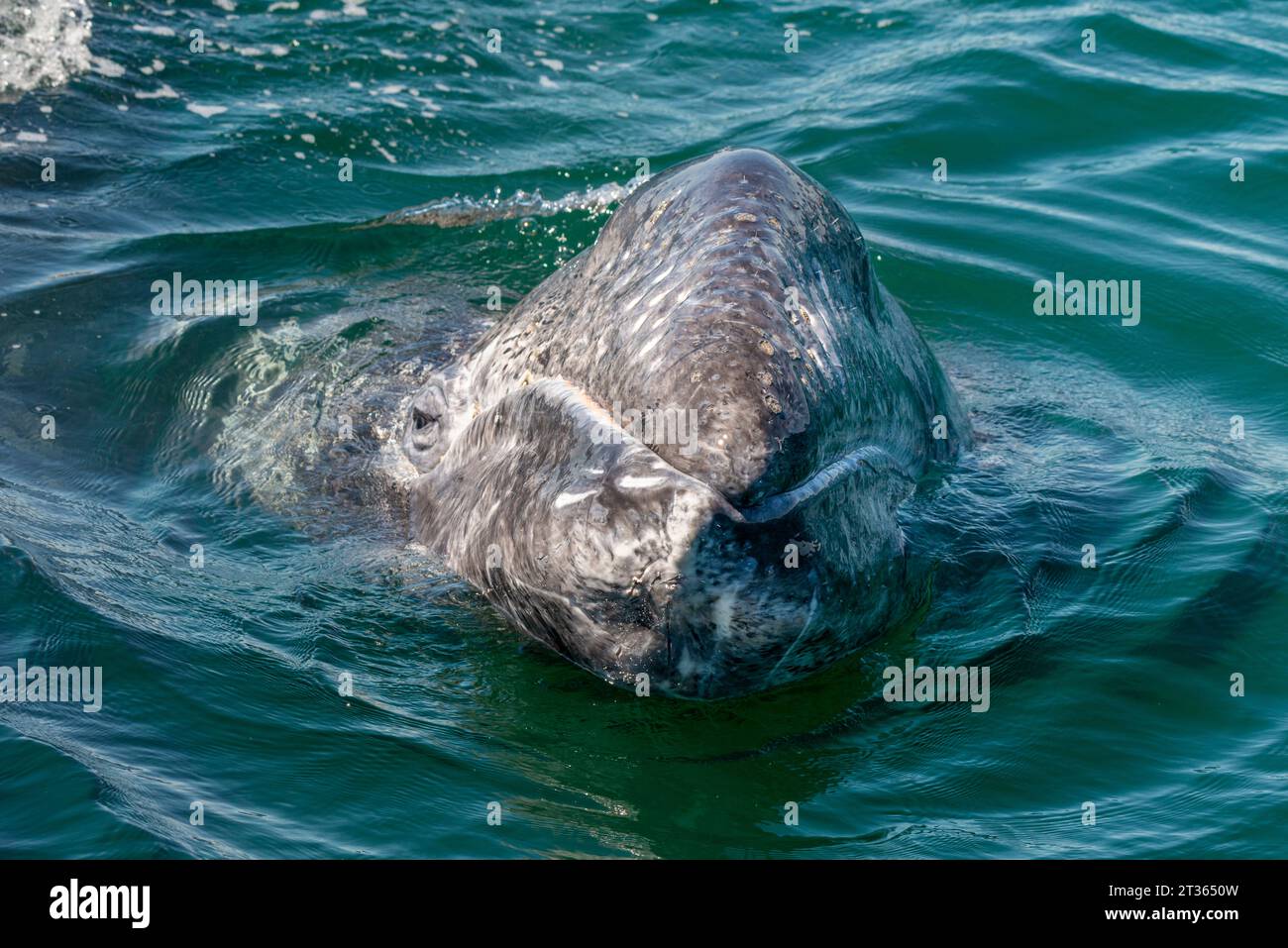 Mexiko, Baja California, Leiter des Grauwals (Eschrichtius robustus), der in der Lagune von San Ignacio bricht Stockfoto