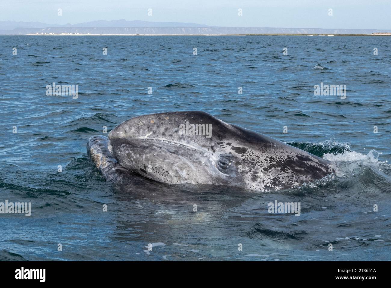 Mexiko, Baja California, Leiter des Grauwals (Eschrichtius robustus), der in der Lagune von San Ignacio bricht Stockfoto