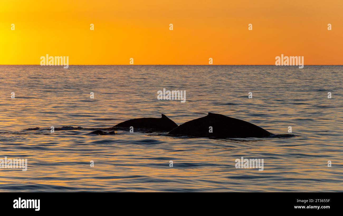 Mexiko, Baja California, Silhouetten zweier Buckelwale (Megaptera Novaeangliae) Stockfoto