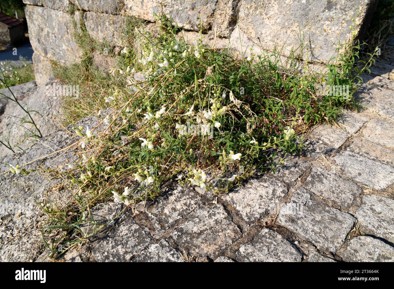 Antirrhinum meonanthum ist eine ganzjährige Pflanze, die auf der iberischen Halbinsel endemisch ist. Dieses Foto wurde in Monsanto, Portugal, aufgenommen. Stockfoto