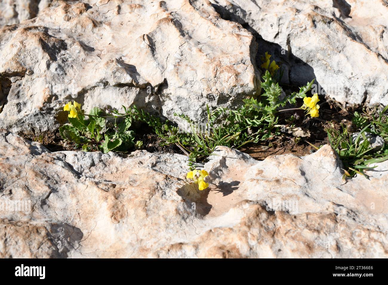 Linaria oblogifolia ist ein ganzjähriges Kraut, das in Südspanien (Granada, Jaén und Málaga) endemisch ist. Dieses Foto wurde in El Torcal de Antequera, Málaga, Stockfoto
