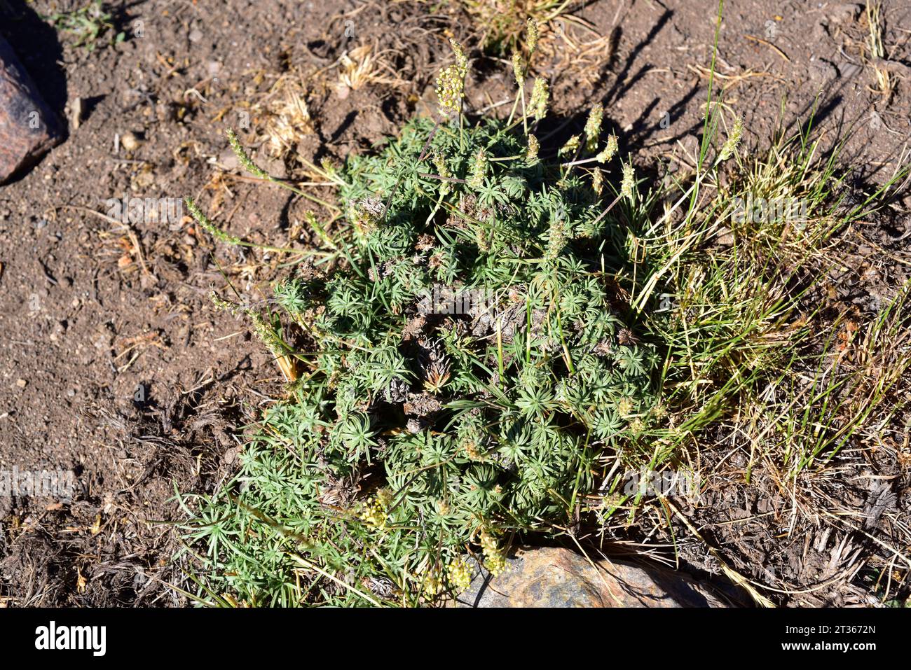 Llantén aleznado (Plantago radicata granatensis) ist ein ausdauerndes Kraut, das in den andalusischen Bergen (Sierra Nevada, Sierra de Baza und Sierra de Los F) endemisch ist Stockfoto